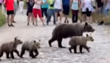 Mother bear and cubs spotted on busy hiking trail in Poland
