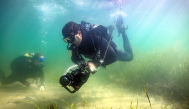 Love in the seagrass: New website details life of Studland seahorses – Swanage News