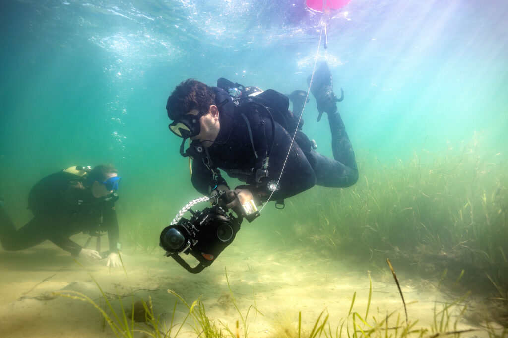 Love in the seagrass: New website details life of Studland seahorses – Swanage News