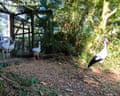 Stork released in Cornwall