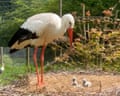 Storks in Hamatethy farm