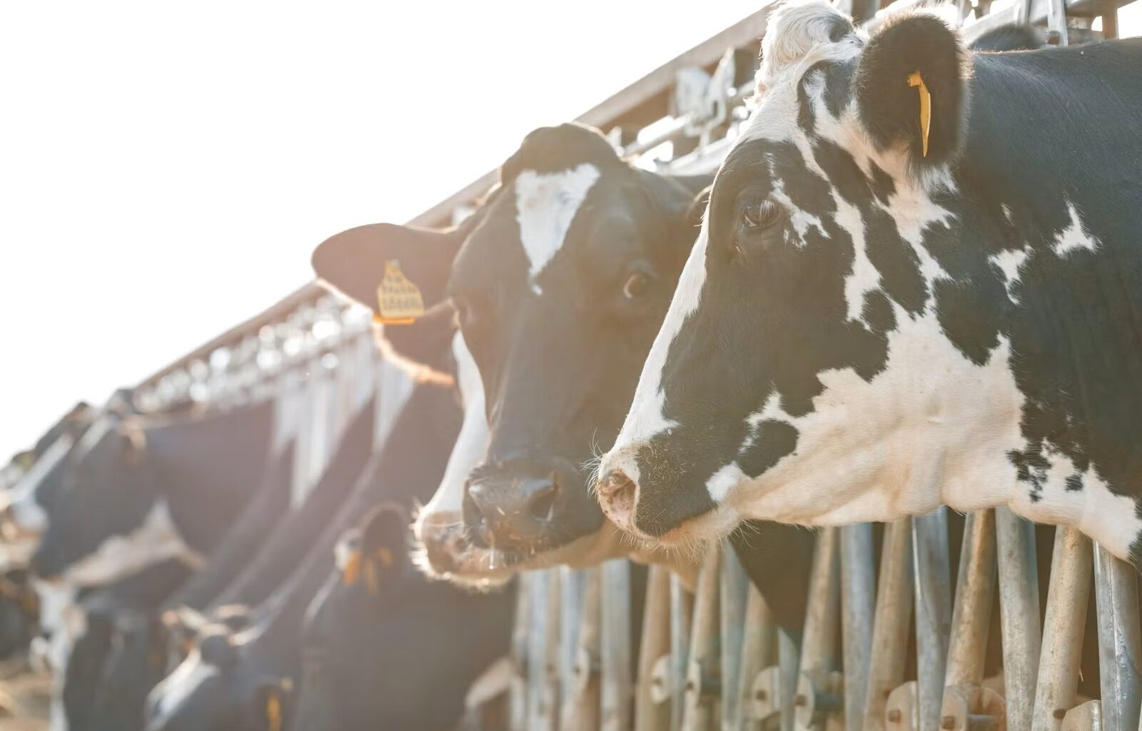 Synchronized Slowdown Irish Milk Volumes Slip into Year-on-Year Decline, Mirroring Great Britain