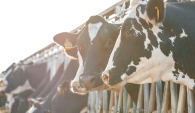 Synchronized Slowdown Irish Milk Volumes Slip into Year-on-Year Decline, Mirroring Great Britain