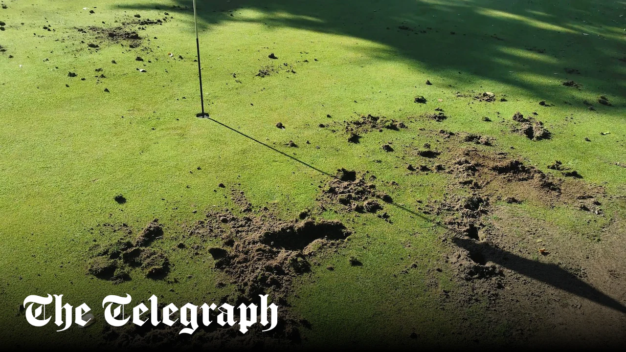 Drought drives hungry badgers to tear up golf courses