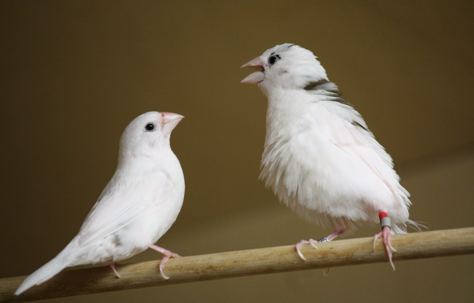 Finches use the same rulebook as human babies to pick up language, study finds