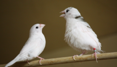 Finches use the same rulebook as human babies to pick up language, study finds