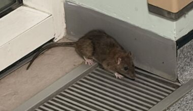 Rodent spotted scurrying through corridor at Royal Glamorgan Hospital