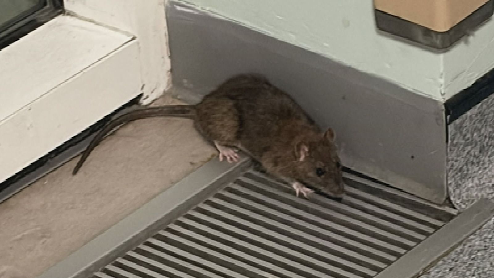 Rodent spotted scurrying through corridor at Royal Glamorgan Hospital