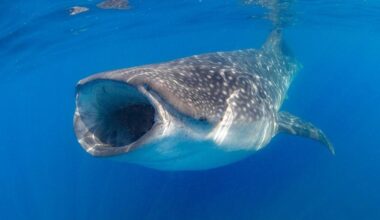 Whale Shark Swimming Underwater