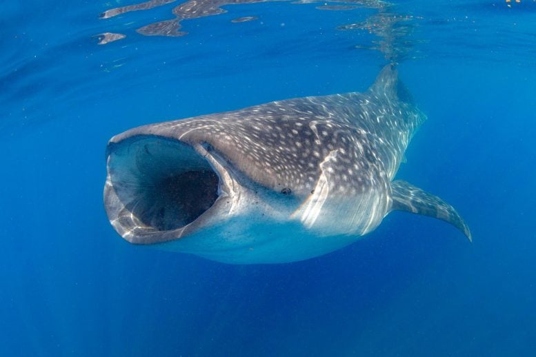 Whale Shark Swimming Underwater
