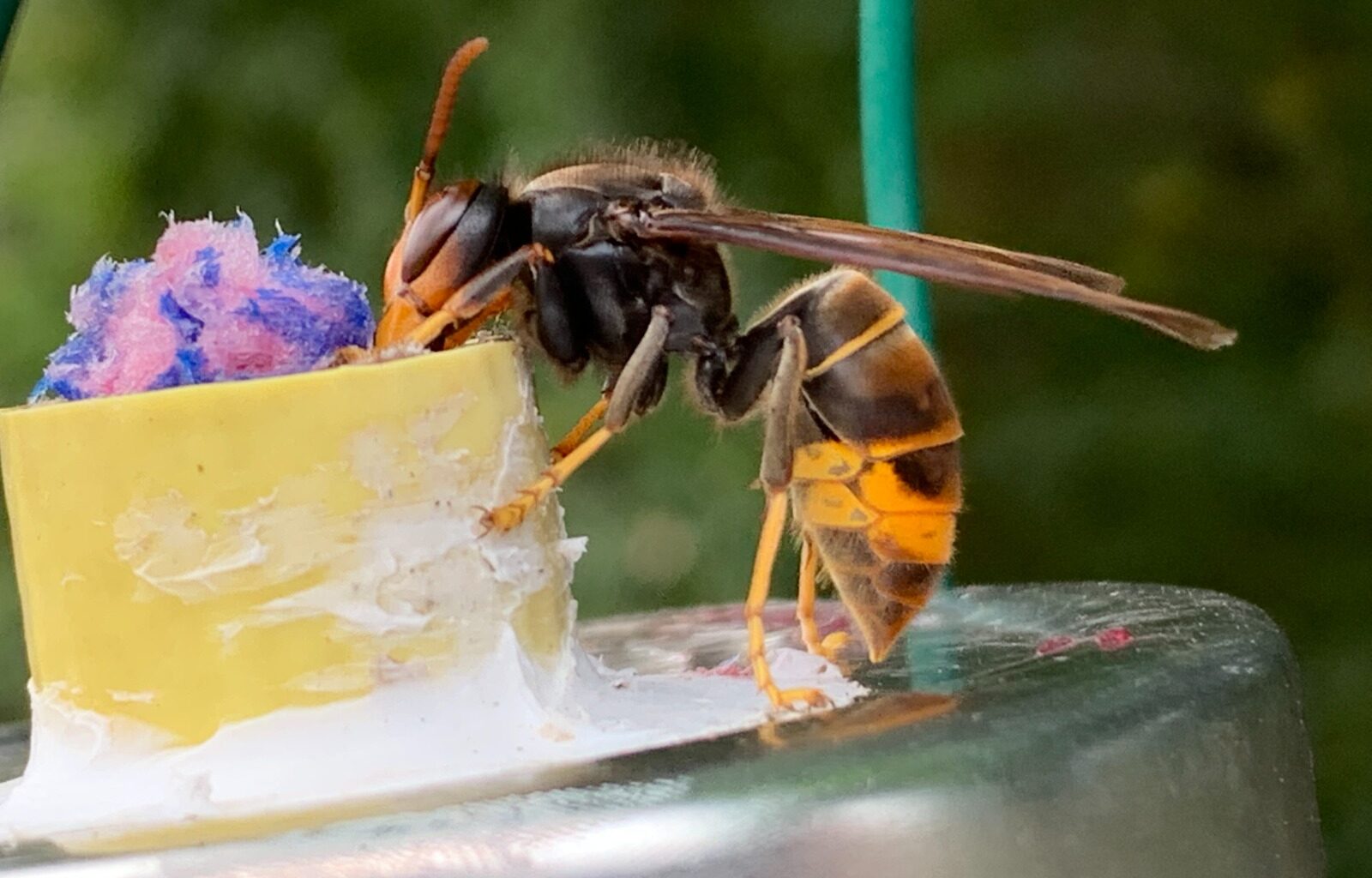 'Do not approach' warning after aggressive Asian hornet seen in North Yorkshire | YorkMix