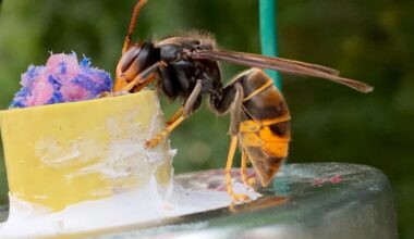 'Do not approach' warning after aggressive Asian hornet seen in North Yorkshire | YorkMix