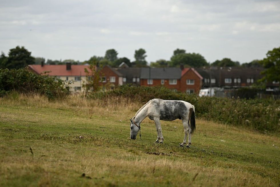 A horse