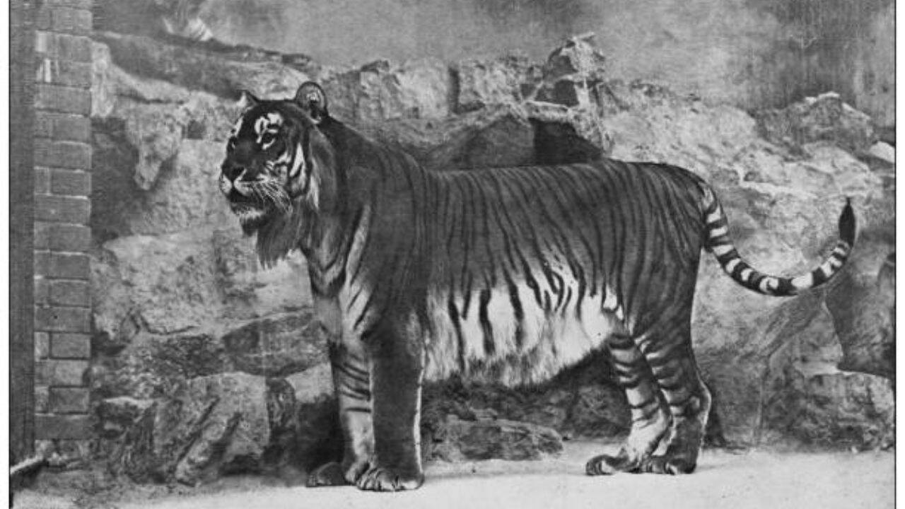 Caspian tigers went extinct from Kazakhstan A loss of a lifetime<br><br>