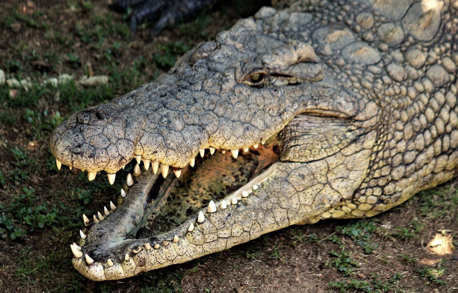 A single Nile crocodile bite closes with roughly 3,700 pounds of force per square inch, more than any measured living animal, yet the muscles that open the same jaw are so weak an adult can hold them shut with two hands
