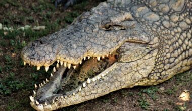 A single Nile crocodile bite closes with roughly 3,700 pounds of force per square inch, more than any measured living animal, yet the muscles that open the same jaw are so weak an adult can hold them shut with two hands
