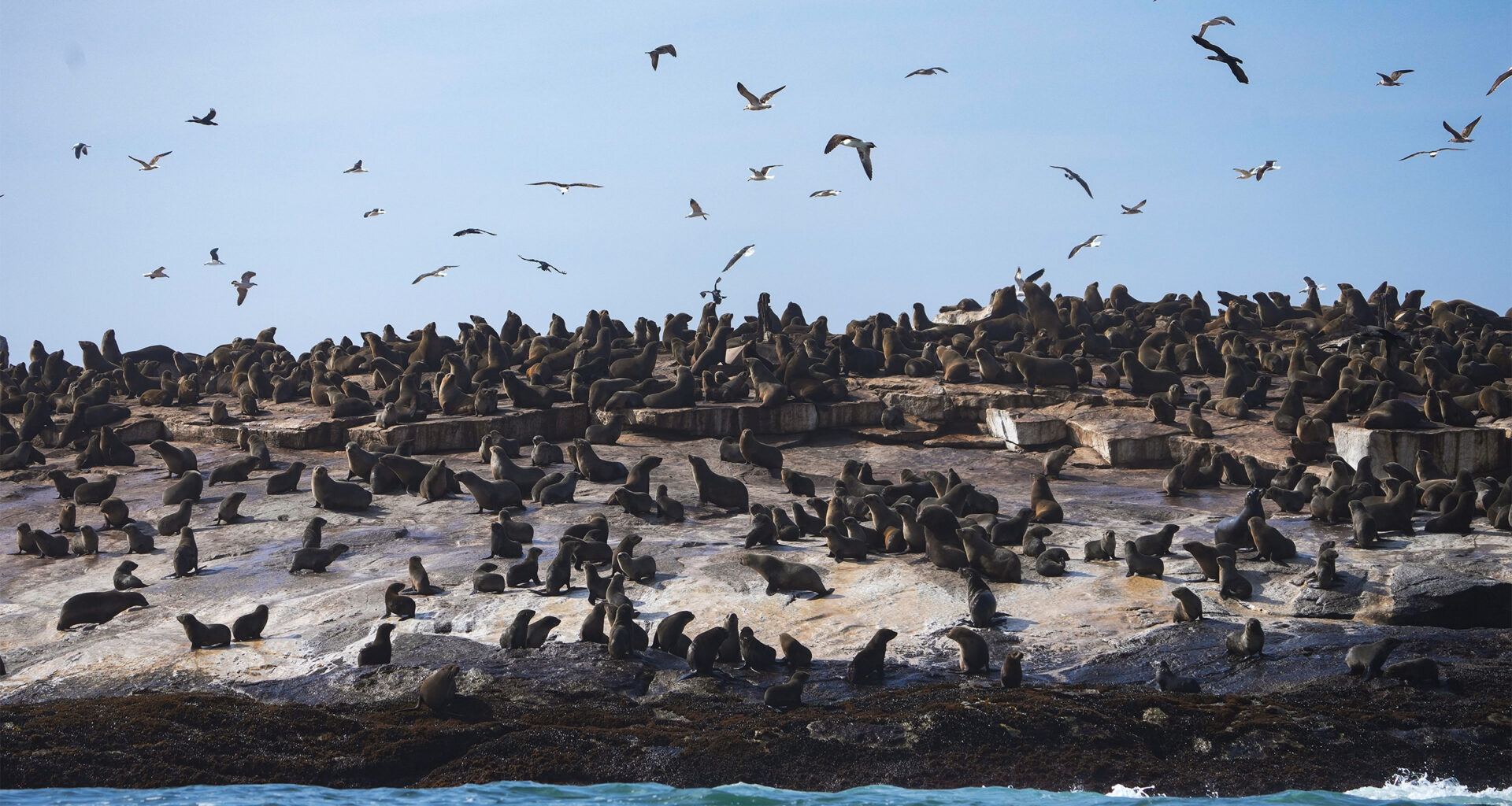 A deadly cross over: In South Africa, rabies moves from land animals to seals