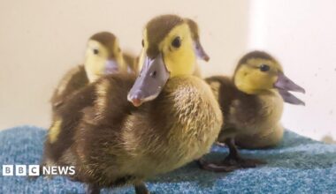 Four ducks sat on a blue coloured carpet - the front centre duck is looking directly at the camera, and the other three are sat behind him looking to the right and are slightly blurred. The ducks are brown and yellow, with dark grey beaks, and have beady brown and black eyes.