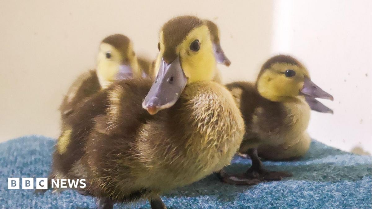 Four ducks sat on a blue coloured carpet - the front centre duck is looking directly at the camera, and the other three are sat behind him looking to the right and are slightly blurred. The ducks are brown and yellow, with dark grey beaks, and have beady brown and black eyes.