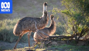Swimming emus in WA's Murchison River leave visitors in awe