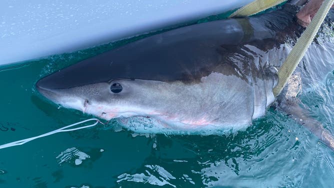 Great white shark Percy