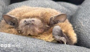 Close-up of a small brown bat resting inside a padded grey glove. The bat's eyes are closed, with one wing folded beneath its body and a small foot visible in the foreground.