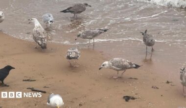 Seagulls on the beach pecking at the tiny plastic balls, known as nurdles, as waves wash them ashore. Some of the birds look young by the brownish colour of their feathers.