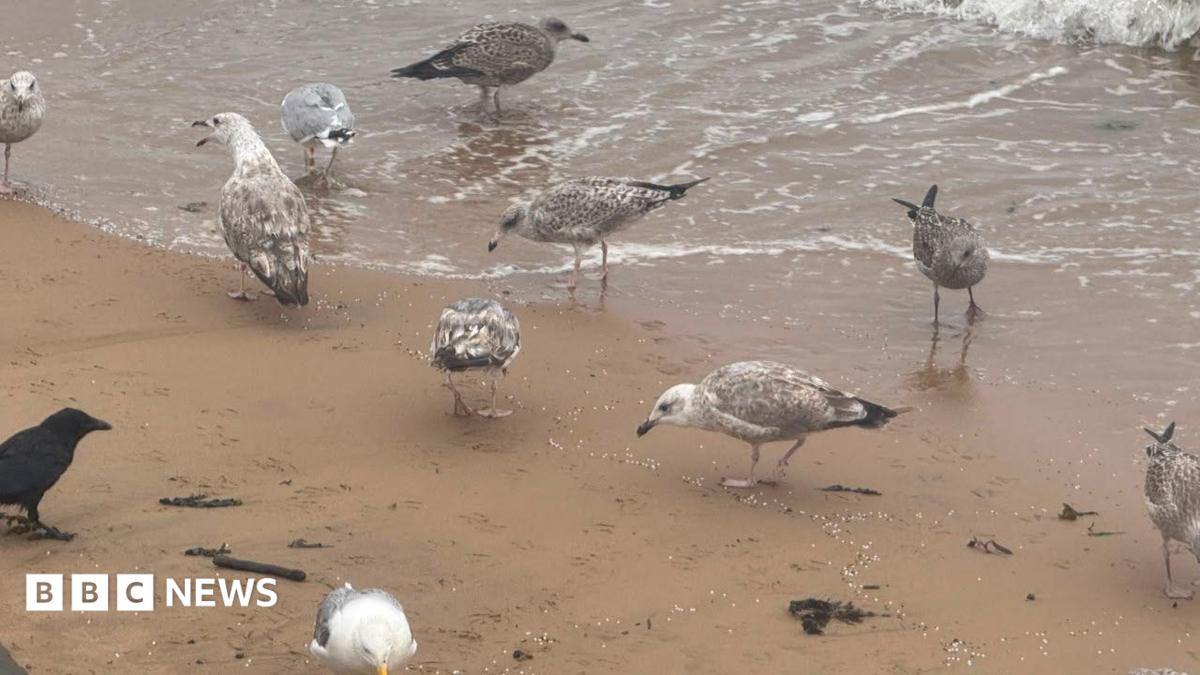 Seagulls on the beach pecking at the tiny plastic balls, known as nurdles, as waves wash them ashore. Some of the birds look young by the brownish colour of their feathers.