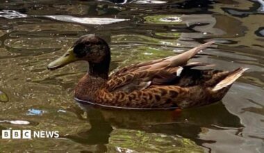 A hand in a blue plastic glove holds the head of a duck. It's bottom beak is bent out of shape.