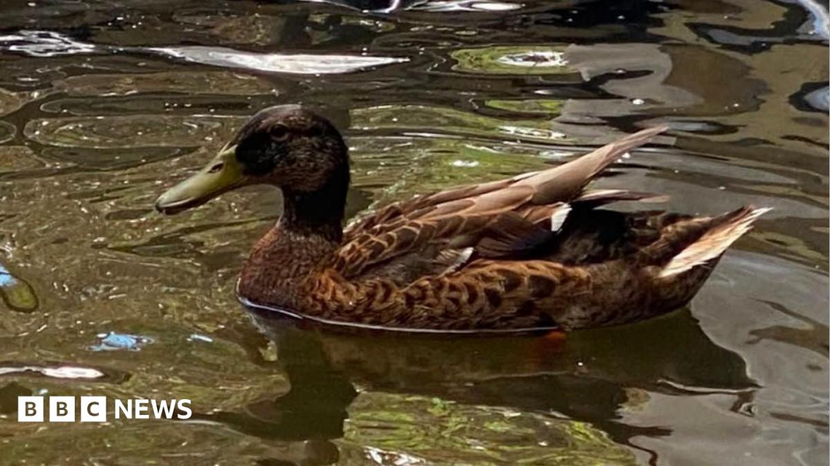A hand in a blue plastic glove holds the head of a duck. It's bottom beak is bent out of shape.