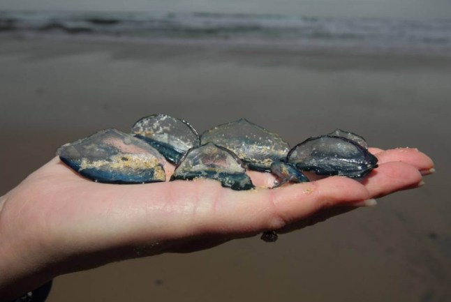 BNPS.co.uk (01202 558833) Pic: SteveTrewhella/BNPS Thousands of 'jellyfish' related to the deadly Portuguese Man-o-War have washed up on a stretch of British beach after being blown here by Storm Desmond. The bizarre-looking Velella velella, known commonly as By-the-wind Sailors, are being left high and dry on beaches in Dorset in unprecedented numbers as a result of the recent strong winds. Experts say it is the biggest influx of the marine creatures in a decade - and it has left beachgoers fearing for their safety due to their close resemblance to Portuguese Man-o-War. But unlike their poisonous cousins, Velella velella - which have a 'sail' they use to travel across oceans - are harmless to humans.