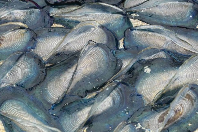 BNPS.co.uk (01202 558833) Pic: SteveTrewhella/BNPS Thousands of 'jellyfish' related to the deadly Portuguese Man-o-War have washed up on a stretch of British beach after being blown here by Storm Desmond. The bizarre-looking Velella velella, known commonly as By-the-wind Sailors, are being left high and dry on beaches in Dorset in unprecedented numbers as a result of the recent strong winds. Experts say it is the biggest influx of the marine creatures in a decade - and it has left beachgoers fearing for their safety due to their close resemblance to Portuguese Man-o-War. But unlike their poisonous cousins, Velella velella - which have a 'sail' they use to travel across oceans - are harmless to humans.
