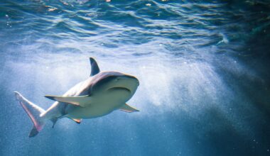 The presence of sharks in Portugal poses no risk to swimmers