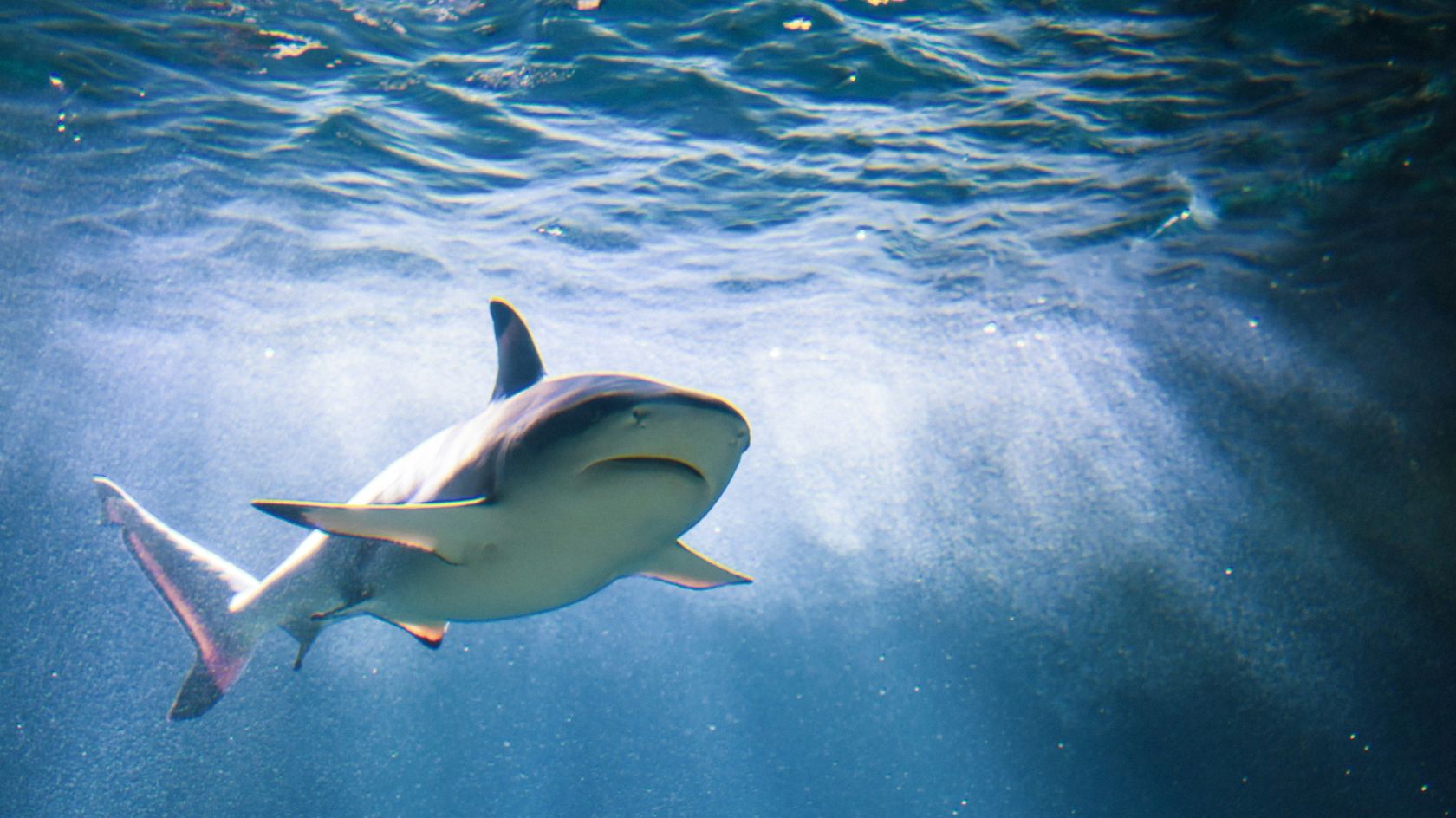 The presence of sharks in Portugal poses no risk to swimmers