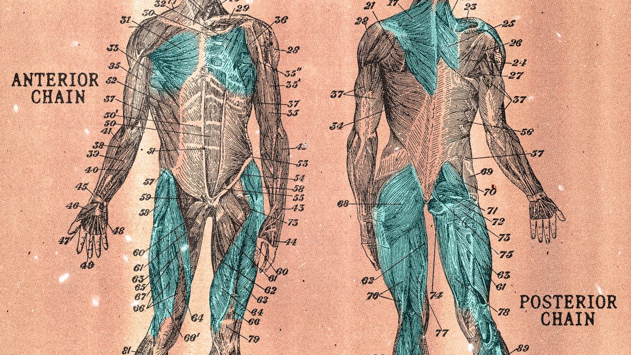 What Does It Mean to Be Back Chain Dominant?