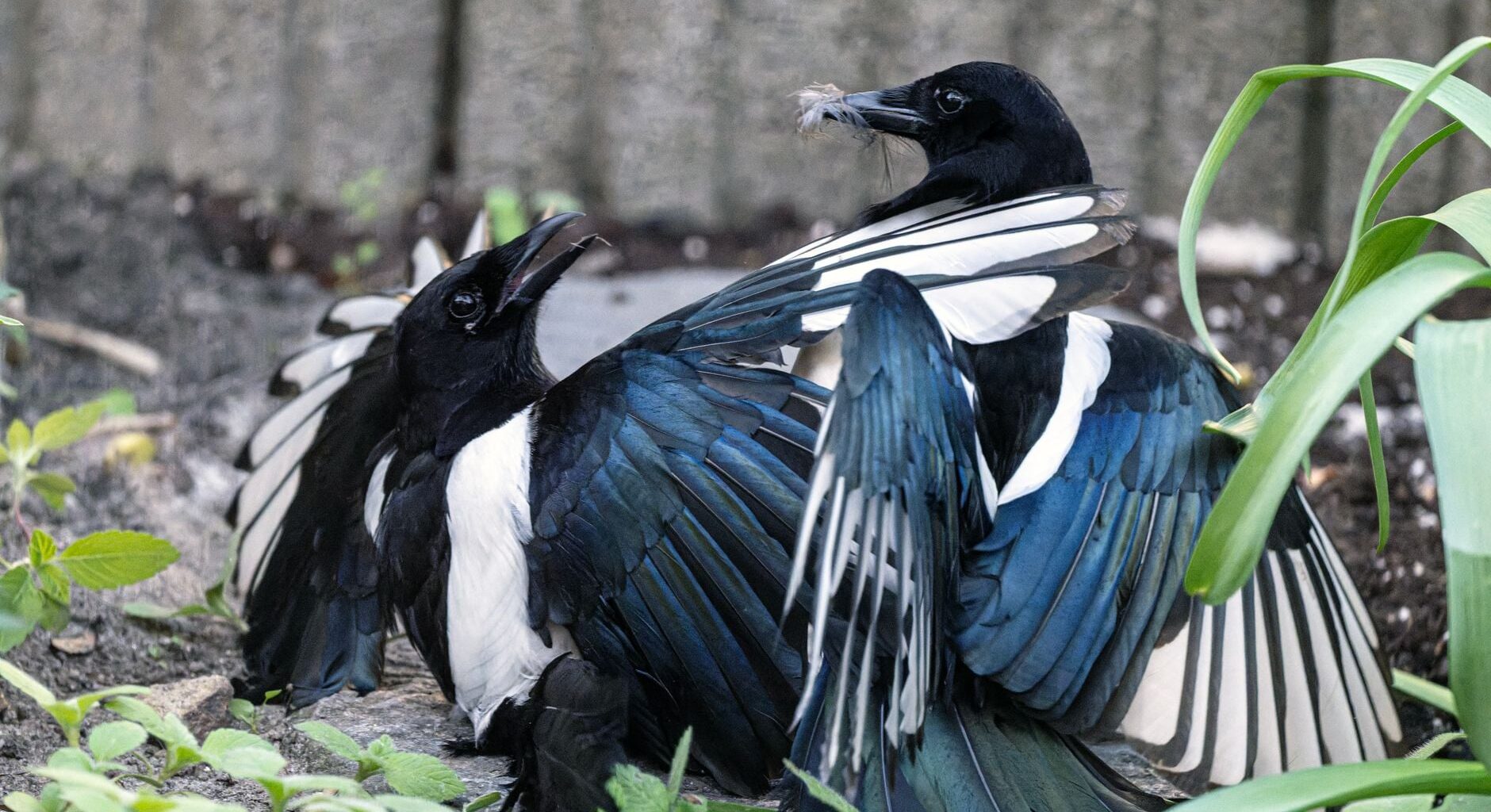 Australian researchers fitted five magpies with GPS trackers to map their movements, but the birds began removing one another’s harnesses within minutes, turning a failed trial into an unexpected observation of cooperation