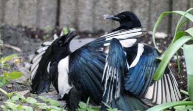 Australian researchers fitted five magpies with GPS trackers to map their movements, but the birds began removing one another’s harnesses within minutes, turning a failed trial into an unexpected observation of cooperation