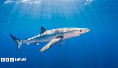 A blue shark swimming in the sea as sun rays filter through the water.