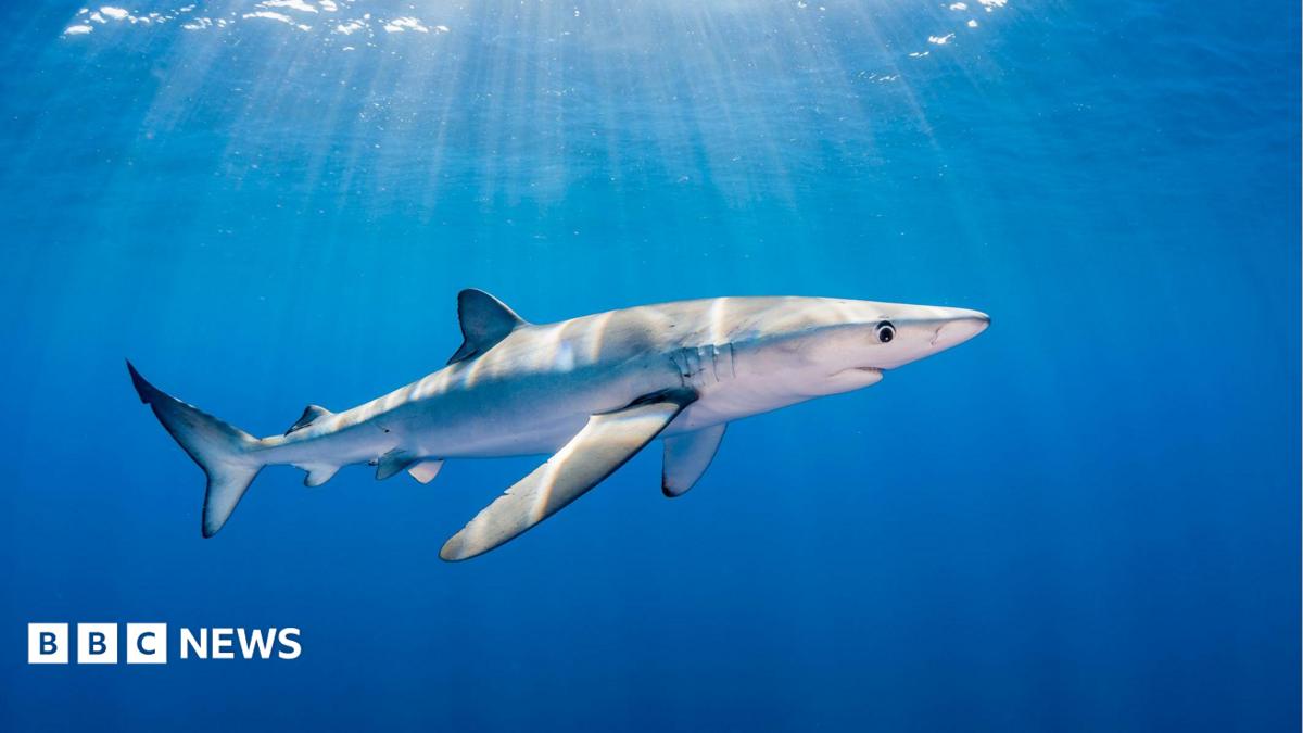 A blue shark swimming in the sea as sun rays filter through the water.