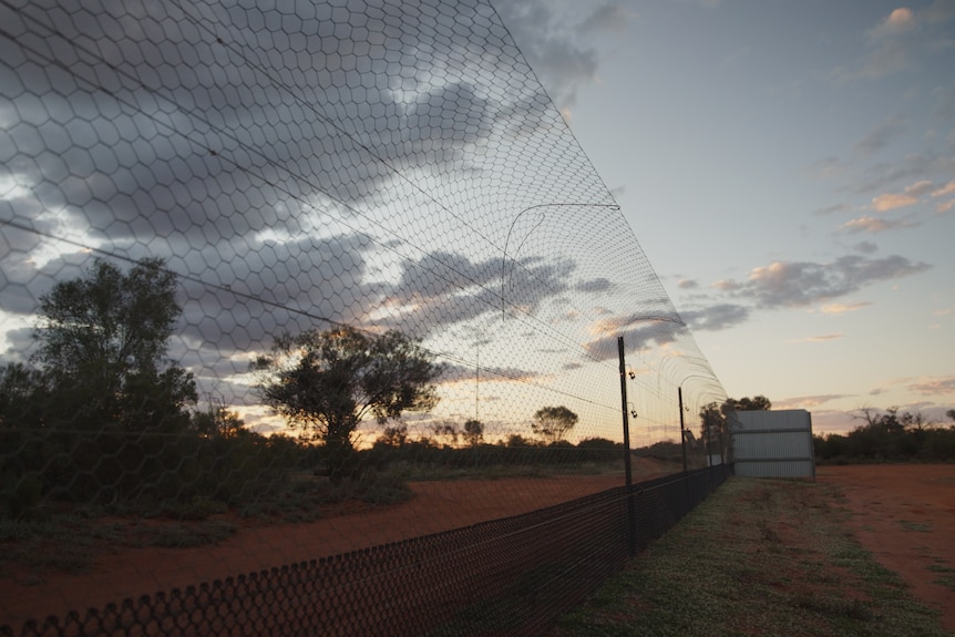 A tall fence in the outback at dusk.