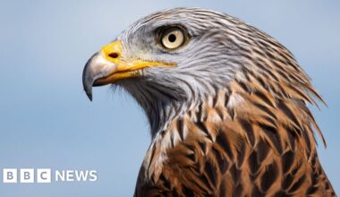 Red kite found dead in Aberdeenshire was killed in 'cruel poisoning' - BBC