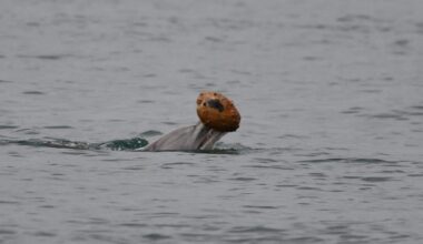 Female bottlenose dolphin shelling