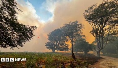 New Forest fire that spread from van now size of 140 football pitches