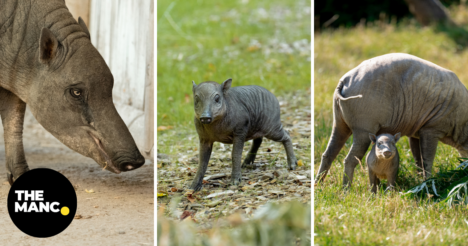 Rare endangered Indonesian babirusa'piglet born at Chester Zoo