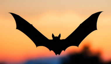 Biologists who necropsied 75 bats found dead under wind turbines in southern Alberta counted 32 with visible injuries and 69 with blood pooled in their chests, because the pressure drop behind a passing blade bursts a bat's lungs without the blade ever touching it