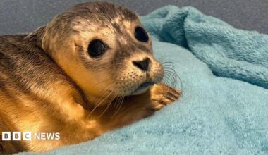 A seal pup with golden brown fur tinged with black and large black eyes is resting its head on a paw. It is lying on a blue-green towel.