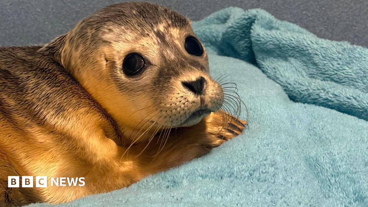 A seal pup with golden brown fur tinged with black and large black eyes is resting its head on a paw. It is lying on a blue-green towel.