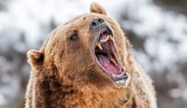Alaska runner hospitalized after using bear spray to fight off brown bear on trail
