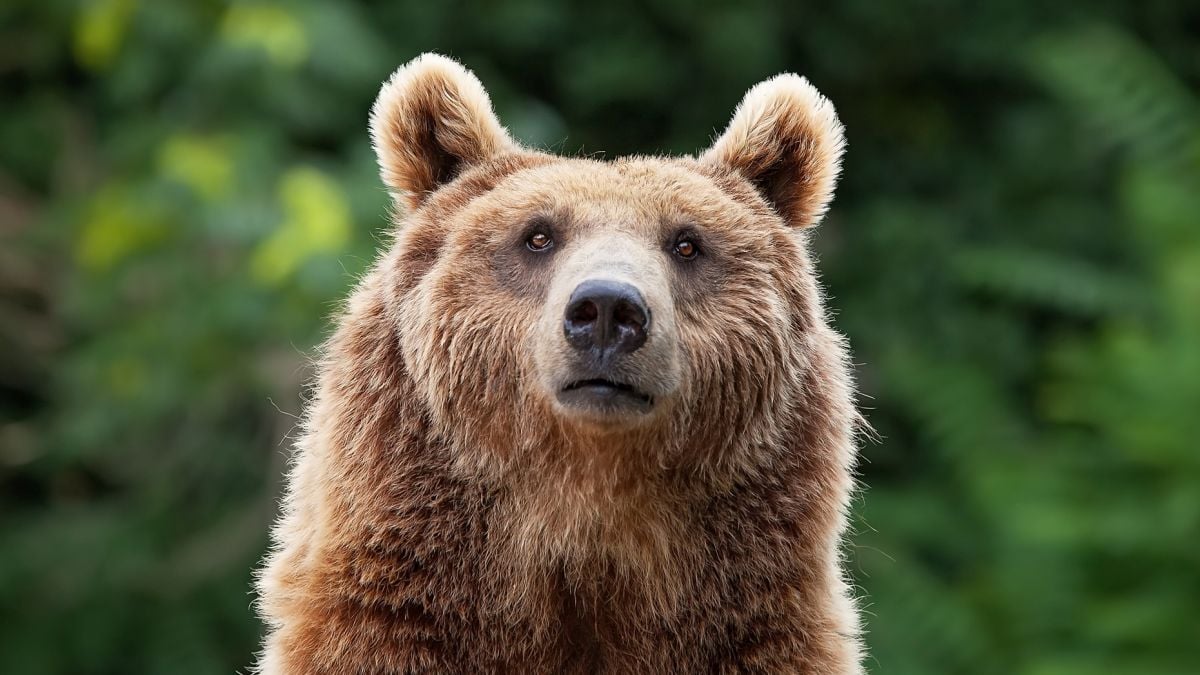 There's One Predator That Terrifies Bears And Mountain Lions Alike : ScienceAlert