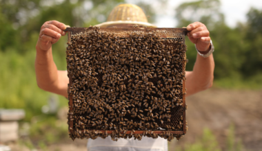 Bees have never been documented nesting inside animal bone in the history of paleontology, until researchers found six nests stacked inside one 20,000-year-old tooth socket